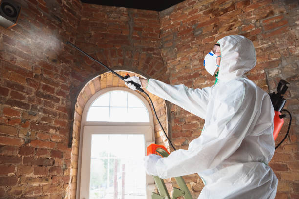 Why You Should Choose Our Mold Remediation Services in Parkersburg, WV